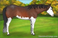 Horse Color:Bay Roan Splash Rabicano