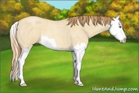 Horse Color:Gold Champagne Roan Dun Splash 