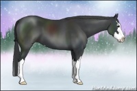 Horse Color:Black Sabino Splash 