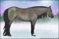 Horse Color:Grullo 