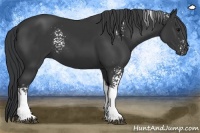 Horse Color:White Spotted Black Tobiano