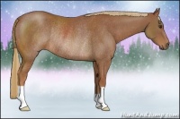 Horse Color:Chestnut Rabicano 