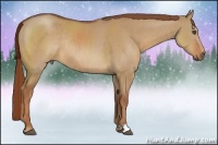 Horse Color:Red Dun Rabicano