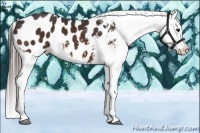 Horse Color:Bay Appaloosa 
