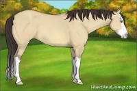 Horse Color:Amber Champagne Dun Splash 