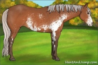 Horse Color:White Spotted Silver Brown Frame 