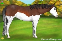 Horse Color:Bay Splash Rabicano 