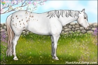 Horse Color:Chestnut Appaloosa 