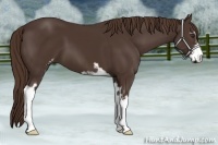 Horse Color:Liver Chestnut Sabino Frame 