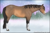 Horse Color:Buckskin Roan Splash 