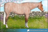 Horse Color:Silver Bay Roan 