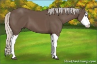 Horse Color:Silver Black Splash