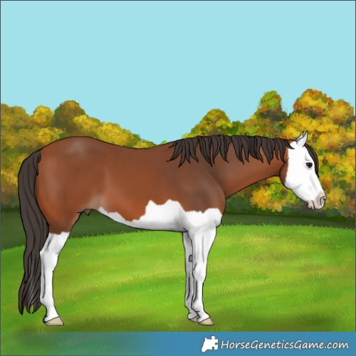 Horse Color:Brown Splash 