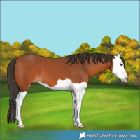 Horse Color:Brown Splash 