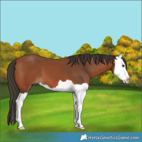 Horse Color:Brown Splash
