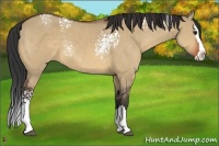 Horse Color:White Spotted Bay Dun Splash Rabicano