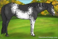 Horse Color:White Spotted Black