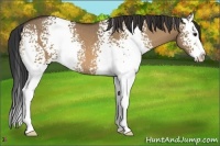 Horse Color:White Spotted Bay Dun Splash Rabicano