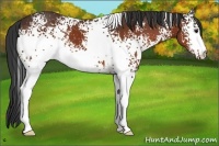 Horse Color:White Spotted Bay