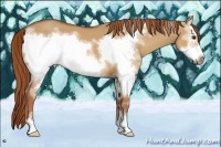 Horse Color:White Spotted Red Dun Sabino Frame