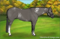 Horse Color:White Spotted Grullo