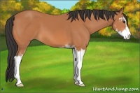 Horse Color:Bay Sabino 