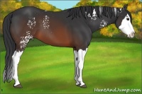 Horse Color:White Spotted Brown Sabino Splash 