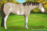 Horse Color:White Spotted Classic Champagne Dun 