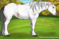 Horse Color:White Spotted Bay 