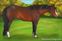 Horse Color:Bay Sabino
