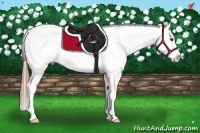 Horse Color:Chestnut Appaloosa 