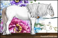 Horse Color:Brown Pearl Appaloosa Rabicano 
