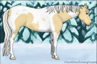 Horse Color:Silver Buckskin Tobiano