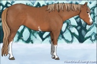 Horse Color:White Spotted Chestnut 