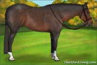 Horse Color:Liver Chestnut