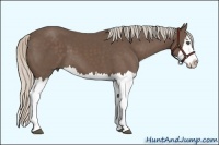Horse Color:Silver Black Splash