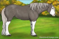 Horse Color:Silver Black Splash 