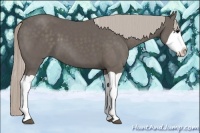 Horse Color:Silver Black Splash