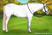 Horse Color:Bay Roan Near Leopard 
