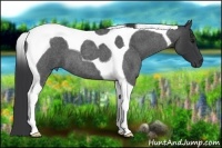 Horse Color:Blue Roan Tobiano