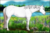 Horse Color:Blue Roan Appaloosa