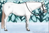 Horse Color:Bay Splash Tobiano Appaloosa