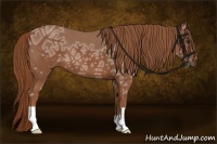 Horse Color:Chestnut Ice 