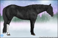 Horse Color:Black Ice 