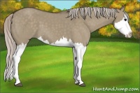 Horse Color:Silver Grullo Splash