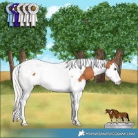 Horse Color:White Spotted Silver Bay Splash Tobiano 