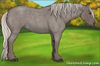 Horse Color:Silver Blue Roan 
