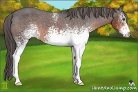 Horse Color:White Spotted Brown Appaloosa
