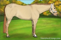 Horse Color:Red Dun Rabicano 
