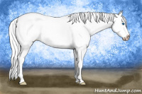 Horse Color:Gray Perlino Roan Splash 